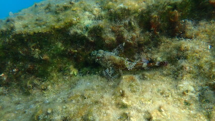 Madeira rockfish (Scorpaena maderensis) undersea, Aegean Sea, Greece, Syros island