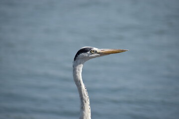 great blue heron in blurred background 