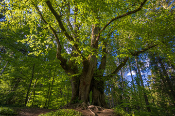 Heilslinde in Ratzenried