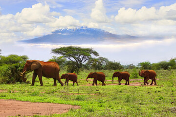 Elefanten und der Kilimandscharo im Amboseli Nationalpark