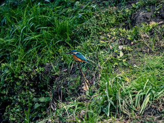 A closeup of a Common Kingfisher (Alcedo atthis bengalensis) in Yokohama, Japan