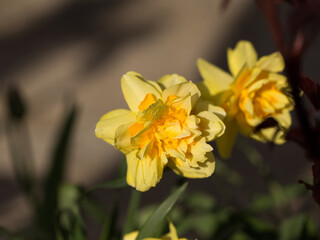 Summer time. Blooming clover on the background of a sunny sunset.