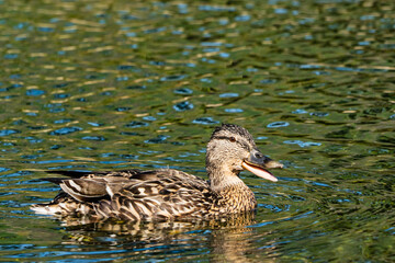 A duck basking in the sun on Derwent water in the English Lake District on a summers morning
