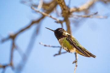 Green hummingbird with black head sits on a branch. Wildlife photography.	