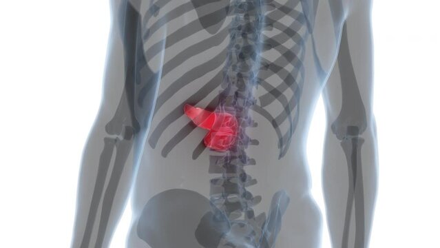 Human Internal Organ Pancreas Anatomy Animation Concept