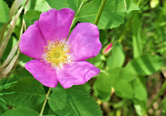 Close-up of a pink wild rose with blurred vegetation in the background.