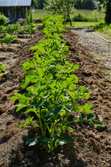 Fototapeta na wymiar Potato leaves grow in the ground. Green bushes of potato sprouts. Potato plant field. Selective focus