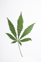 cannabis leaf herbarium from hemp, green leaf of medicinal herb