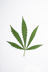 cannabis leaf herbarium from hemp, green leaf of medicinal herb