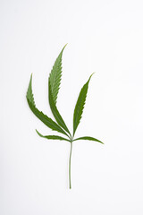 cannabis leaf herbarium from hemp, green leaf of medicinal herb