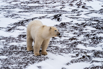 Naklejka premium Polar bear ( Ursus maritimus) waiting on the shore of Hudson Bay near Churchill. Manitoba, for the bay to freeze over