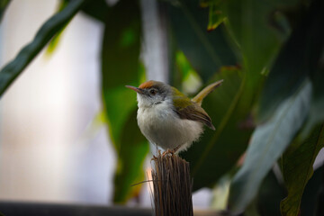 Tailorbird