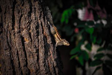 squirrel on a tree