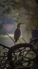 heron