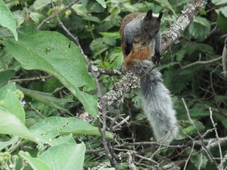 Closeup of a bushy tailed Guayaquil Squirrel (Sciurus stramineus) resting in tree Vilcabamba, Ecuador.