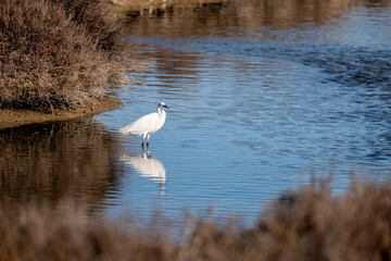 Egret, Egret on the hunt