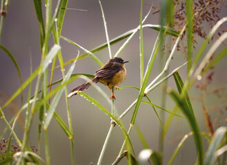 Yellow-bellied prinia