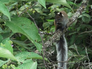 Closeup of a bushy tailed Guayaquil Squirrel (Sciurus stramineus) resting and preening in tree Vilcabamba, Ecuador.