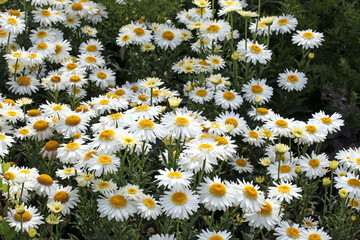 Leucanthemum superbum shasta daisy 'Real Glory' in flower