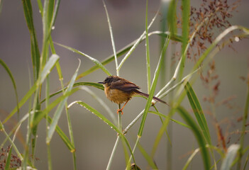 Yellow-bellied prinia