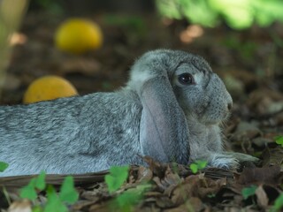 Closeup side on portrait of a cute domestic bunny rabbit (Oryctolagus cuniculus) sitting among vegetation in garden Vilcabamba, Ecuador.