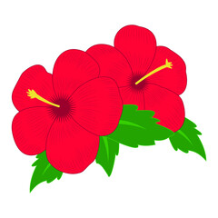 Red hibiscus tropical flower with leaves. Isolated on white background. Vector illustration.