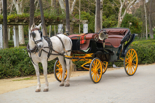 A horse carriage for tourists to do sight seeing