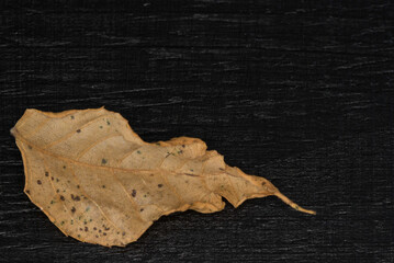 Isolated, crinkled, dried leaf on a black textured background.