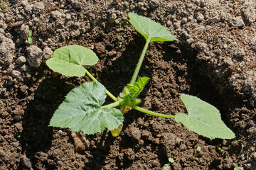 Young seedling of zucchini or courgette sprouts in the garden. Shallow depth of field