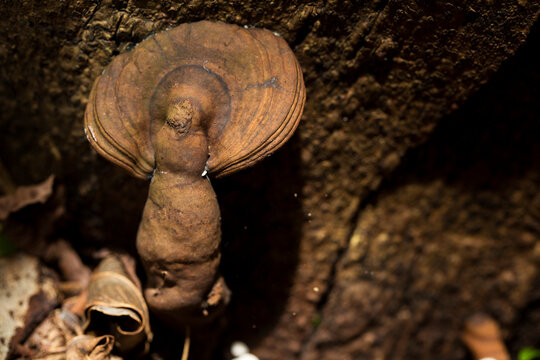 Orelha de pau nas suas v&aacute;rias formas. Urup&ecirc; (Pycnoporus sanguineus), tamb&eacute;m conhecido como orelha de pau, &eacute; um fungo que costuma crescer sobre troncos de &aacute;rvores.