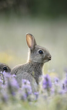 Two Baby Rabbits in Garden Looks So Adorable