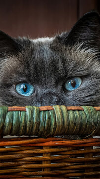 Kitten with Blue Eyes Looking Outside To Basket, Adorable Cats.