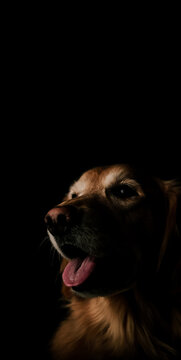 Golden Retriever Dog in The Dark Only Showing his Happy Face Looking Cute.
