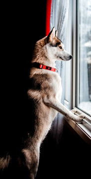 Husky Dog Looking Out From The Window.
