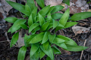 green wild garlic in spring nature
