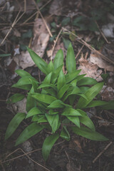 green wild garlic in spring nature