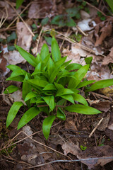 green wild garlic in spring nature