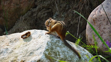 Close-up of a chipmunk sitting on a large boulder with the open remains of a peanut shell from eating.