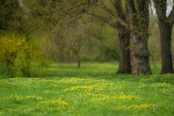 Forest glade full of yellow spring flowers