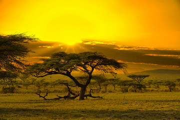 Sonnenuntergang und Sonnenaufgang in dem Nationalpark Tsavo Ost Tsavo West und Amboseli