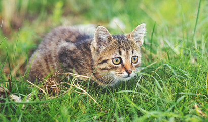 Naklejka na ściany i meble A small striped kitten sits in the grass and closely monitors its prey