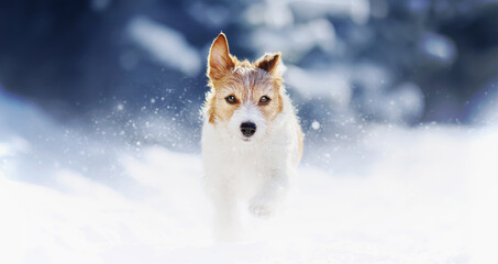 Banner of a playful happy active pet dog puppy as running, walking in the winter snow
