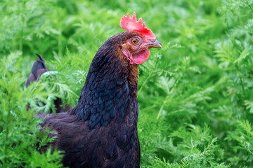 Black chicken in the garden on the green grass in profile