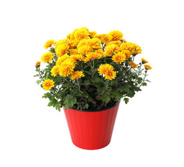 Beautiful yellow chrysanthemum flowers in red pot on white background