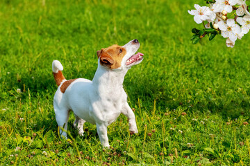Little cute dog breed  parson-russell terrier  looks at white blossoming cherry flowers