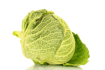 Fototapeta premium One cabbage of organic Savoy cabbage, macro, isolated on white.