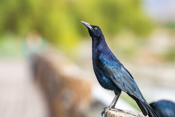 Great-tailed Grackle (male) sits on a tree stump. 