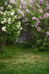 Spring green meadow with flowering lilac trees
