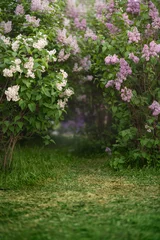 Poster Spring green meadow with flowering lilac trees © grape_vein