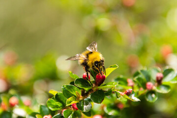 bee on flower
